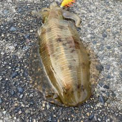 久々のエギング