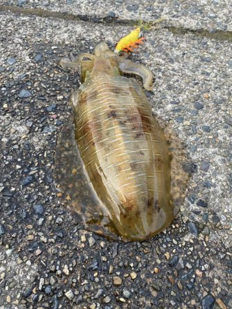 久々のエギング