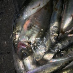 小鯖しか釣れん！