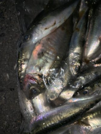 小鯖しか釣れん！