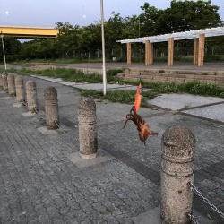 おくとぱっしんぐ! 新子ゲット