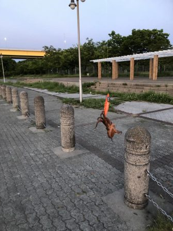 おくとぱっしんぐ! 新子ゲット