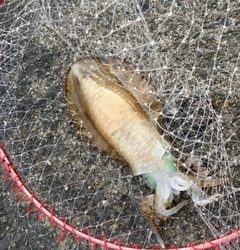 仕事後のエギング