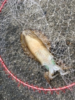 仕事後のエギング