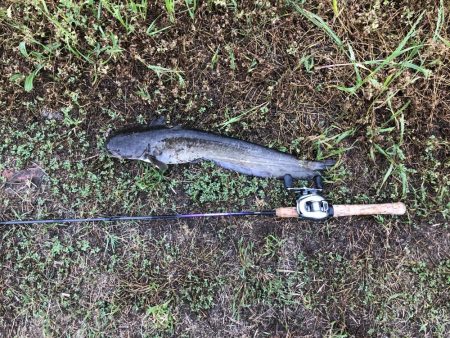 雨の日はナマズ