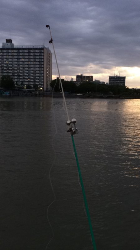 淀川のウナギ  パート2