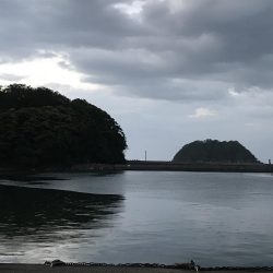 久々のアジング