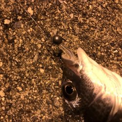 メバリングでキビレ