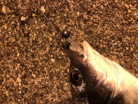 メバリングでキビレ