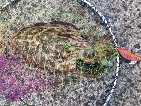 モンゴウイカ　1500g