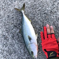 ハマチ回ってます