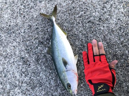 ハマチ回ってます