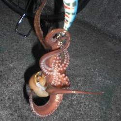 オクトパッシングは!