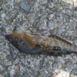 夫婦で、アイナメは！