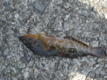 夫婦で、アイナメは！