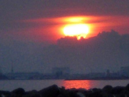 タコおったぞ！