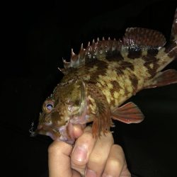 ガシライトゲーム