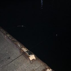 坊主逃れのアナゴ