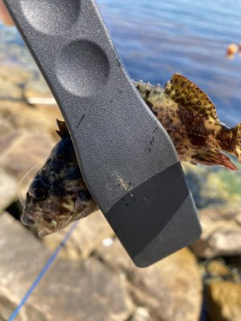 せんなん里海公園カサゴ