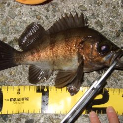 メバルプラッギング好調