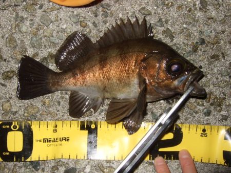 メバルプラッギング好調