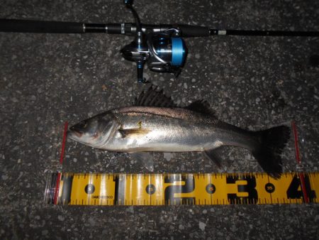 5/19バチパターン調査