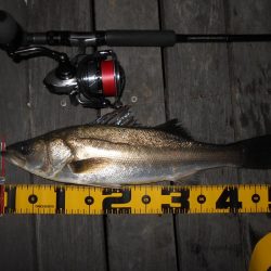 前半はテクトロ。後半はバチパターンで♪