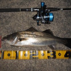 5/22バチパターン調査