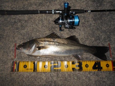 5/22バチパターン調査