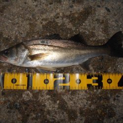 時合いは日没直後