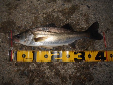 時合いは日没直後