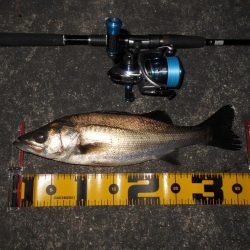 5/27バチパターン調査