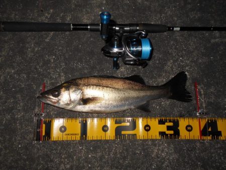 5/27バチパターン調査