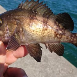 キャロダートでデイゲーム