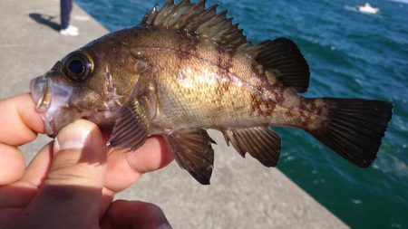 キャロダートでデイゲーム