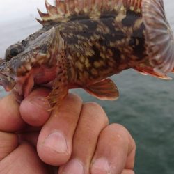 キャロダートでデイゲーム