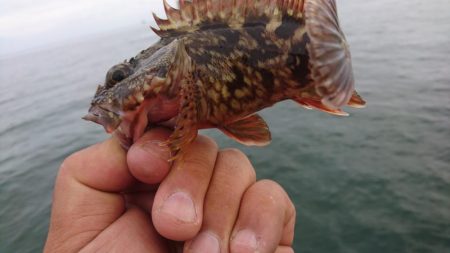 キャロダートでデイゲーム