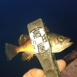 アジはいずこ？！