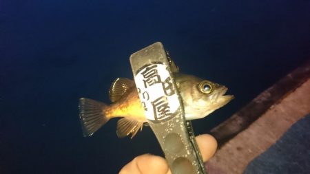 アジはいずこ？！