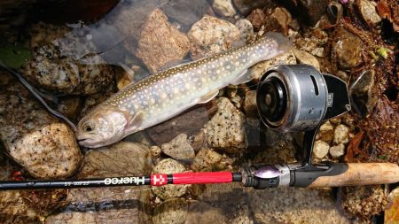 渓流 スプーニングで尺イワナ！