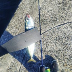 アジングならずサバング