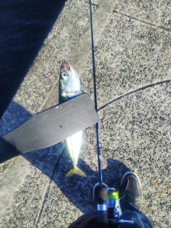 アジングならずサバング