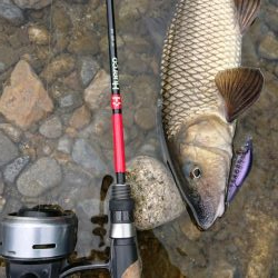 簡単に釣れて引きが強い！釣って楽しいニゴイゲーム