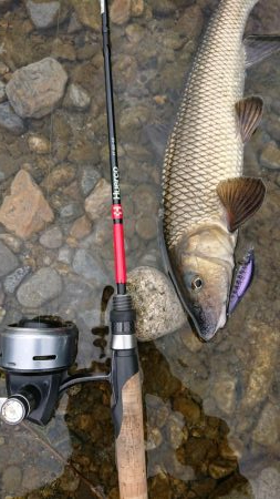 簡単に釣れて引きが強い！釣って楽しいニゴイゲーム