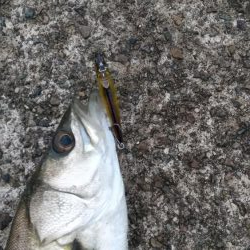 雨のデイ　シーバス