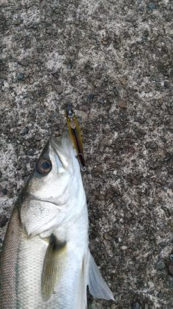 雨のデイ　シーバス