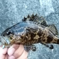 デイゲーム壁際攻め