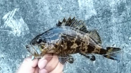 デイゲーム壁際攻め