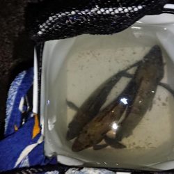 強風の中でも短時間メバリング(^^)