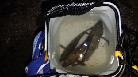 強風の中でも短時間メバリング(^^)